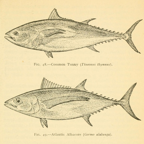 Imagen noticia ¿Cuáles son las diferencias entre Atún y Bonito del Norte?